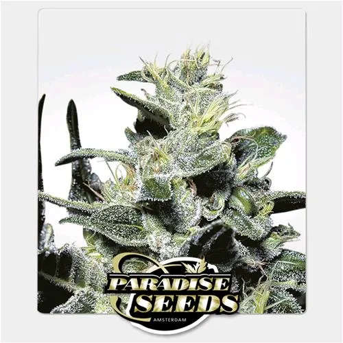 PARADISE SEEDS - NEBULA FEM - 5 SEMI