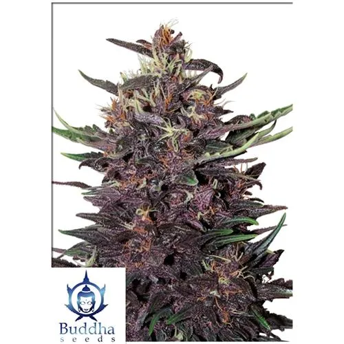SEMI DI BUDDHA - BUDDHA PURPLE KUSH AUTO - 3 SEMI