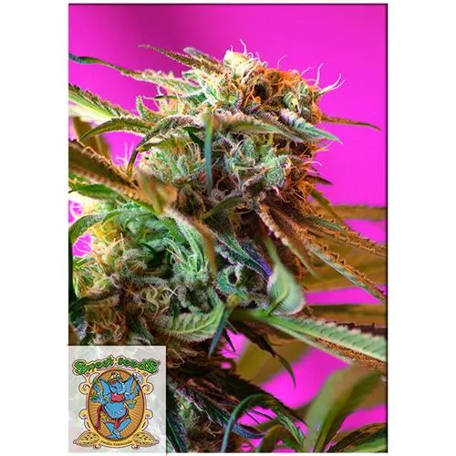 SEMI DOLCI - ROSA SELVATICA FEM - 5+2 SEMI