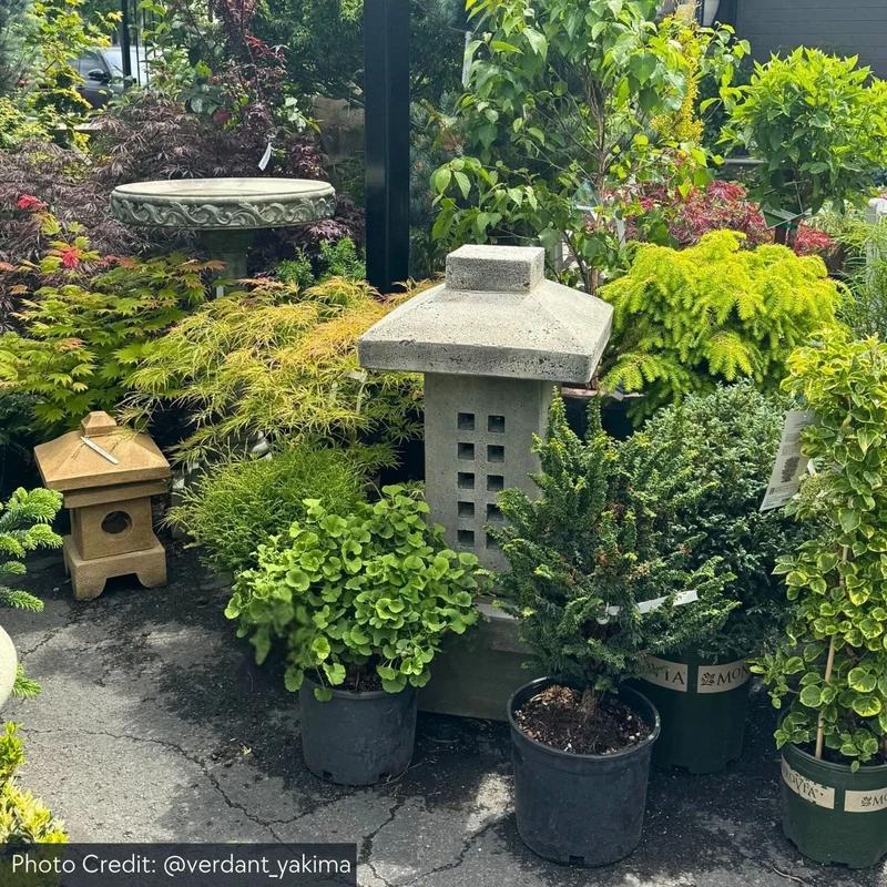 Naka Lantern Concrete Garden Statue - Campania #OR105