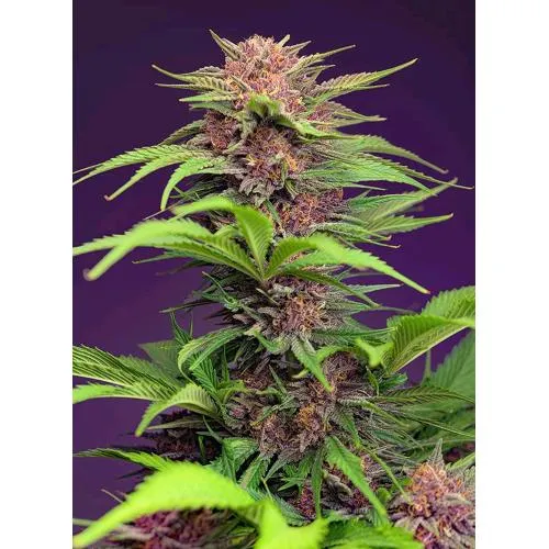 SWEET SEEDS - RED MIMOSA XL AUTO - 100 SEMI ALL'INGROSSO