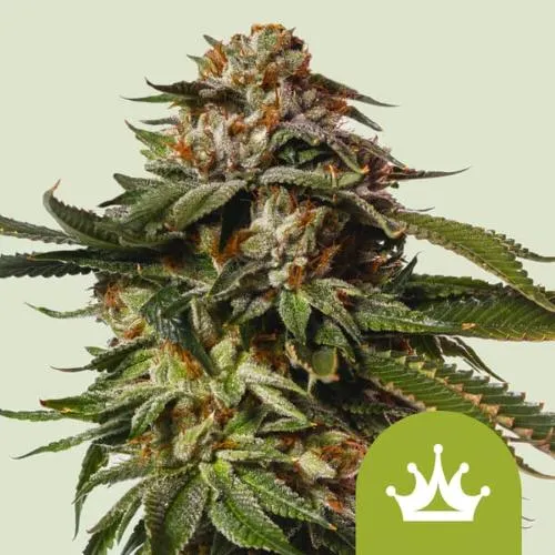 NOVITÀ - ROYAL QUEEN SEEDS - SPECIAL QUEEN 1 AUTO - 5 SEMI