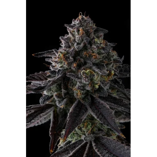 COMPOUND GENETICS - STATUS SYMBOL FEM - 7 SEMI
