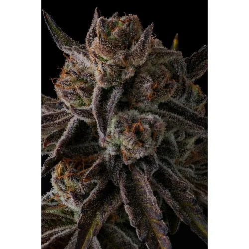 COMPOUND GENETICS - PURPLE PRESERVES FEM - 7 SEMI