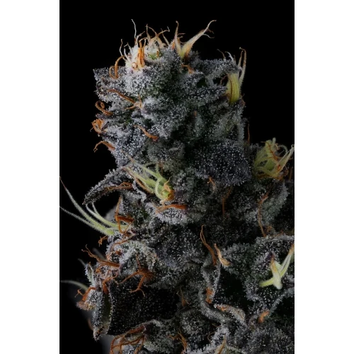 COMPOUND GENETICS - GIGGIN' GRAPES FEM - 7 SEMI