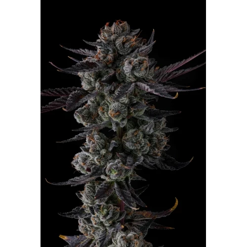 COMPOUND GENETICS - ANY DAY FEM - 7 SEMI