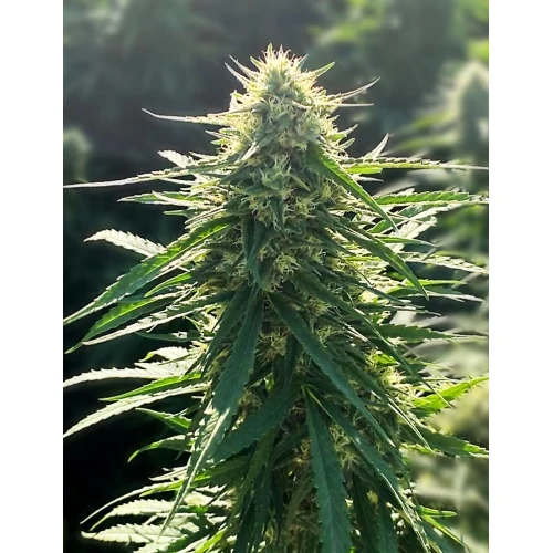 SEMI MEDICI - BIORELIEF CBD 3 SEMI