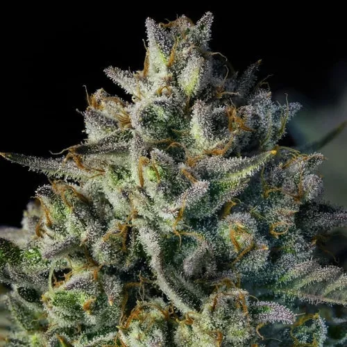 SILENT SEEDS - MAC DAWG XXL AUTO - 5 SEMI