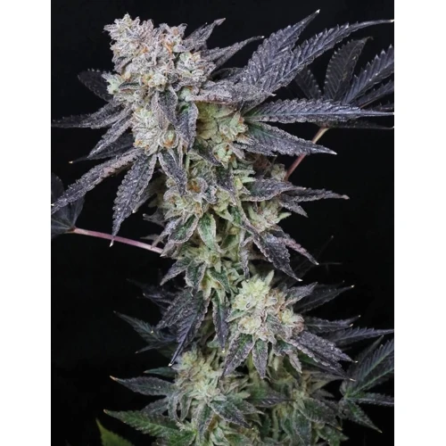 SEMI MEDICI - MINTZKITTLEZ 3 SEMI