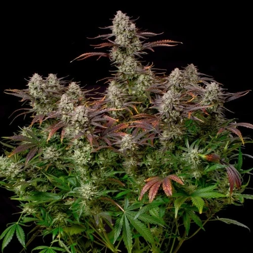 SILENT SEEDS - ALIEN GAS XXL AUTO - 10 SEMI