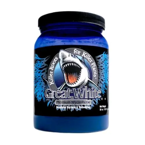 PIANTA SUCCESSO - GREAT WHITE - 907GR