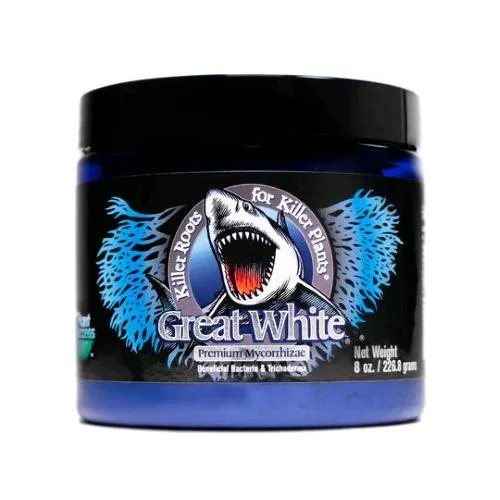 PIANTA SUCCESSO - GREAT WHITE - 227GR