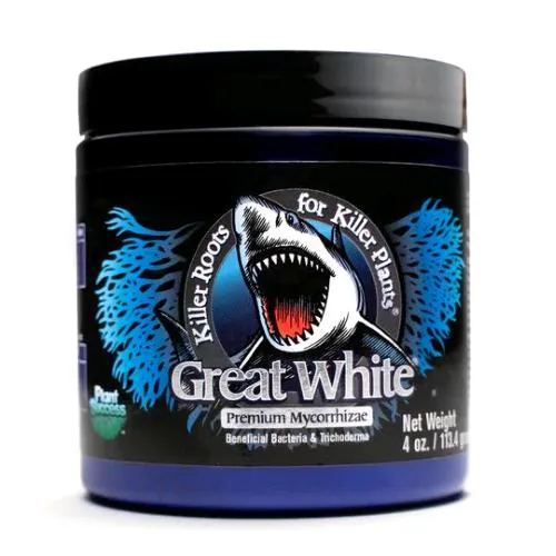 PIANTA SUCCESSO - GREAT WHITE - 113GR