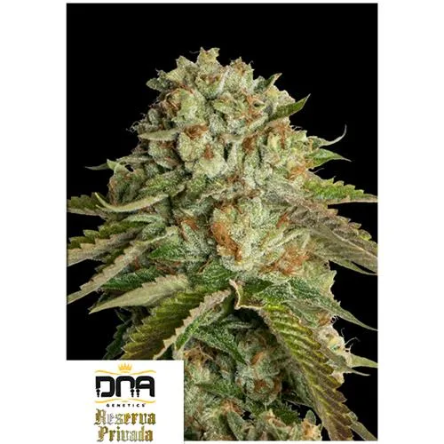 DNA GENETICS - KOSHER KUSH FEM - 10 SEMI