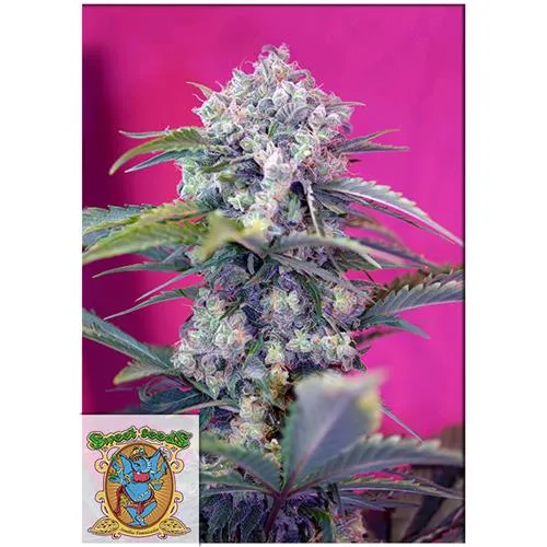 SWEET SEEDS - CREMA MANDARINE AUTO - 5+2 SEMI