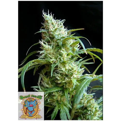 SWEET SEEDS - FLASH BACK #2 FEM - 5+2 SEMI