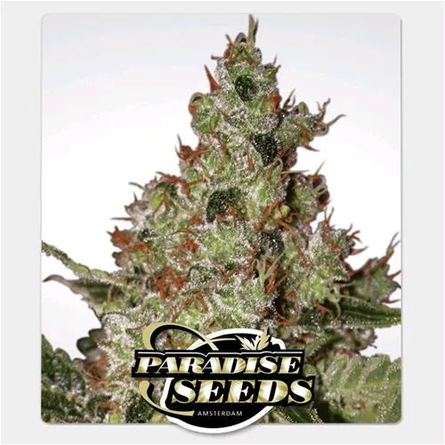 SEMI PARADISE - ACIDO FEM - 5 SEMI