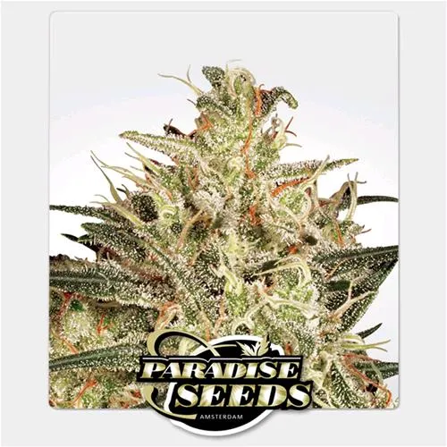 SEMI PARADISE - ATOMICAL HAZE FEM - 5 SEMI