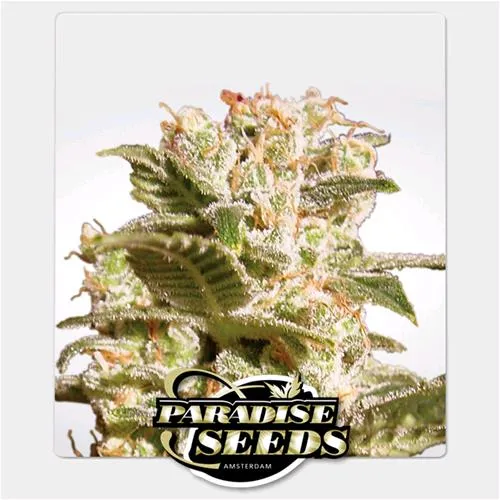 SEMI DEL PARADISO - BELLADONNA FEM - 3 SEMI