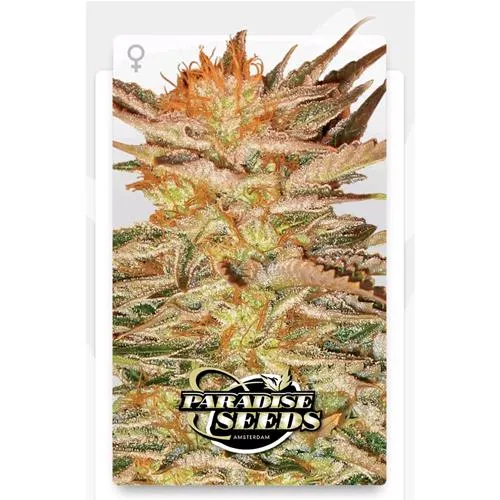 SEMI PARADISO - GELATO FEM - 3 SEMI