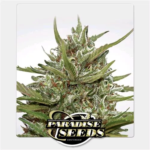SEMI PARADISE - WHITE BERRY AUTO - 3 SEMI