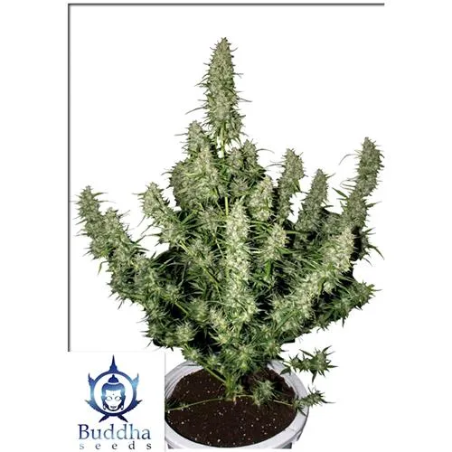 SEMI DI BUDDHA - MAGNUM AUTO - 3 SEMI