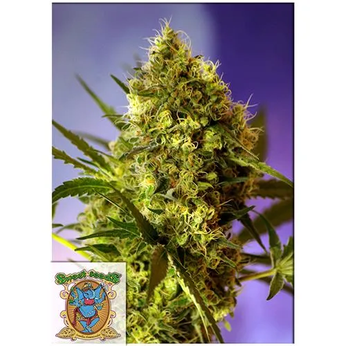 SWEET SEEDS - BIG DEVIL #2 AUTO - 3+1 SEMI