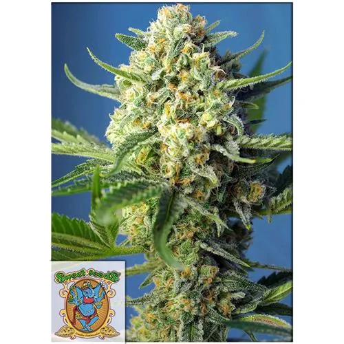 SWEET SEEDS - SAD SWEET AFGANI DELICIOUS AUTO - 3+1 SEMI