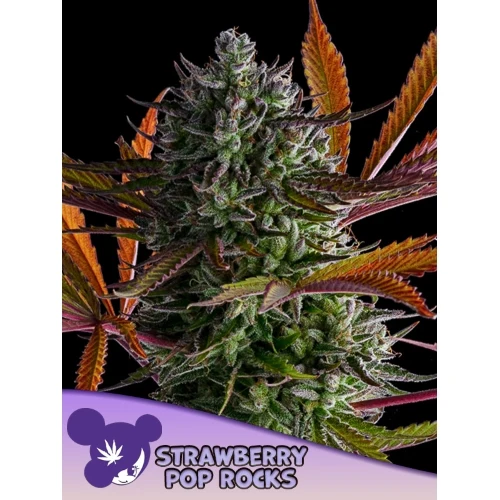 ANESIA SEEDS - STRAWBERRY POP ROCK FEM - 25 SEMI