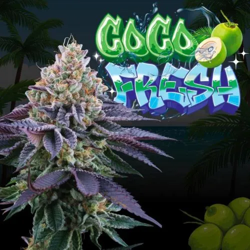 SEMI DI ALBERO PERFETTO - COCO FRESH FEM - 6 SEMI + 3 LATTE DI COCCO IN OMAGGIO