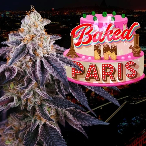 SEMI DI ALBERO PERFETTO - BAKED IN PARIS FEM - 6 SEMI + 3 LH2P OMAGGIO