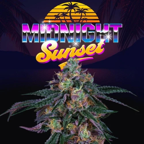 SEMI DI ALBERO PERFETTO - MIDNIGHT SUNSET FEM - 6 SEMI + 3 LH2P OMAGGIO