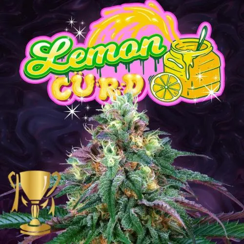 SEMI DI ALBERO PERFETTO - LEMON CURD FEM - 6 SEMI + 3 LH2P OMAGGIO