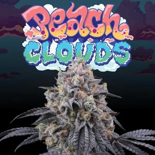 SEMI DI ALBERO PERFETTO - PEACH CLOUDS FEM - 6 SEMI + 3 LH2P OMAGGIO
