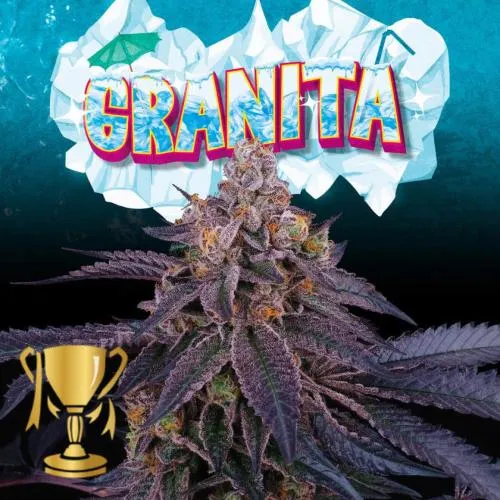 SEMI DI ALBERO PERFETTO - GRANITA FEM - 6 SEMI + 3 LH2P OMAGGIO