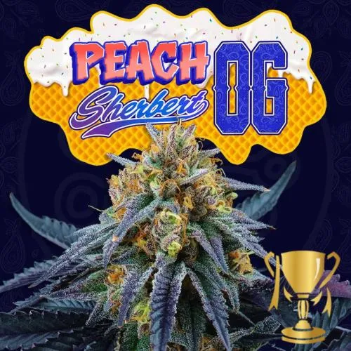 SEMI DI ALBERO PERFETTO - PEACH SHERBERT OG FEM - 6 SEMI + 3 LH2P OMAGGIO
