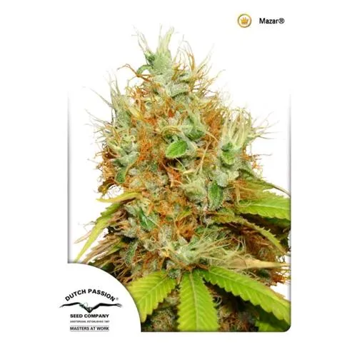 DUTCH PASSION - MAZAR FEM - 3 SEMI