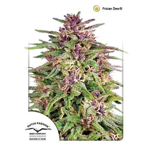 DUTCH PASSION - FRISIAN DEW FEM - 3 SEMI