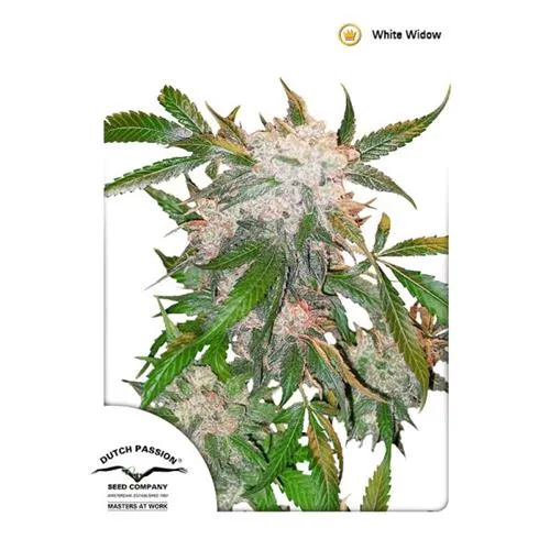DUTCH PASSION - WHITE WIDOW FEMMINIZZATA - 3 SEMI