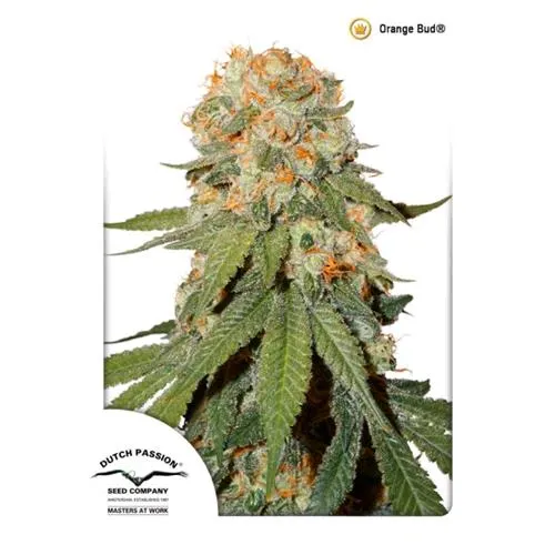 DUTCH PASSION - ORANGE BUD FEM - 5 SEMI