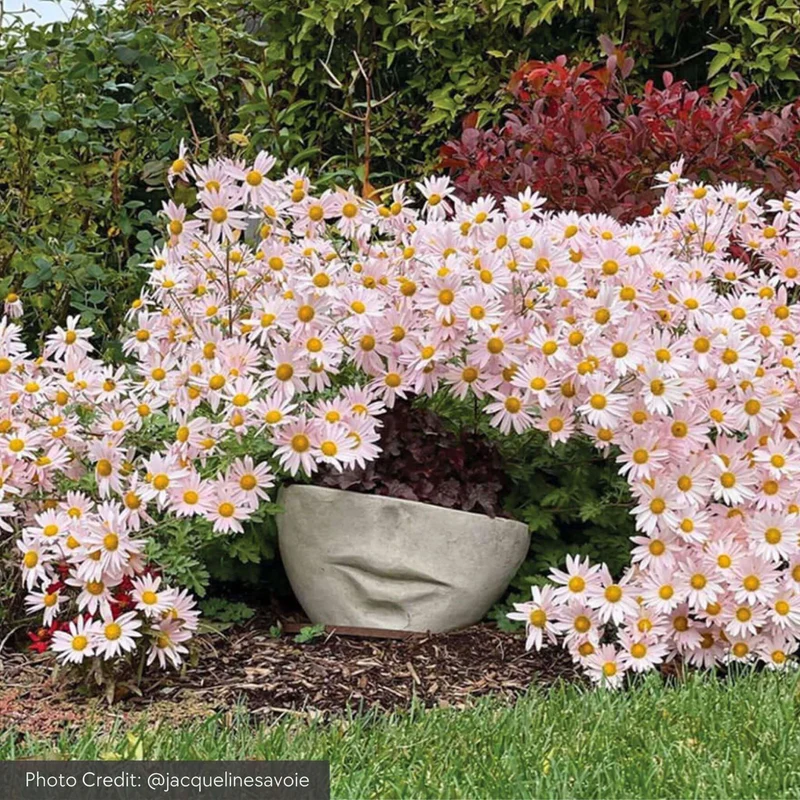Faccia Concrete Planters - Campania