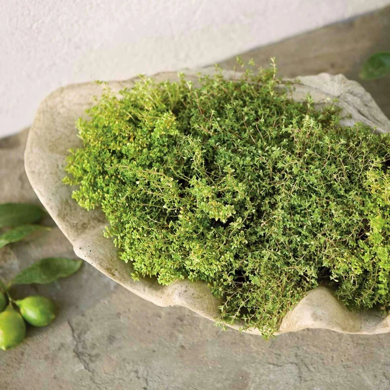 South Seas Concrete Planter - Campania #P441