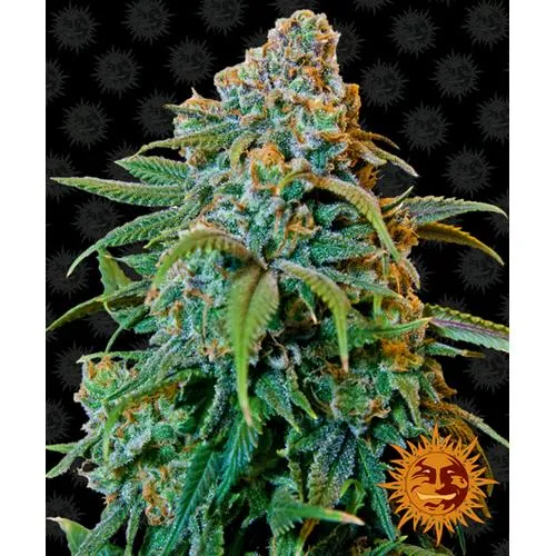 BARNEY'S FARM - LIBERTY HAZE FEM - 5 SEMI