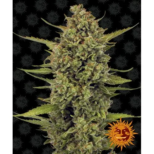 BARNEY'S FARM - ACAPULCO GOLD FEM - 5 SEMI