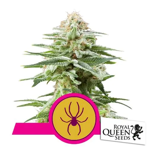 SEMI ROYAL QUEEN - WHITE WIDOW FEM - 3 SEMI
