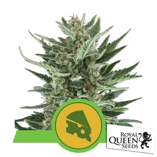 ROYAL QUEEN SEEDS - ROYAL CHEESE AUTO - 3 SEMI