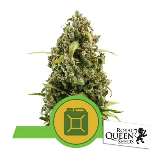 ROYAL QUEEN SEEDS - DIESEL AUTOMATICA - 3 SEMI
