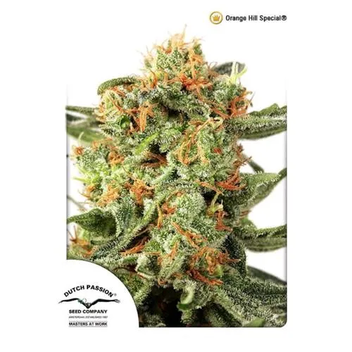 DUTCH PASSION - ORANGE HILL SPECIAL FEM - 3 SEMI