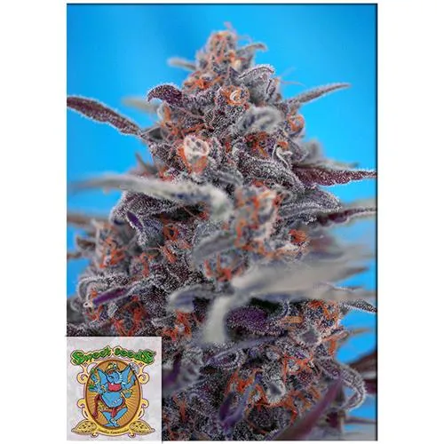 SWEET SEEDS - DEVIL CREAM AUTO - 5+2 SEMI