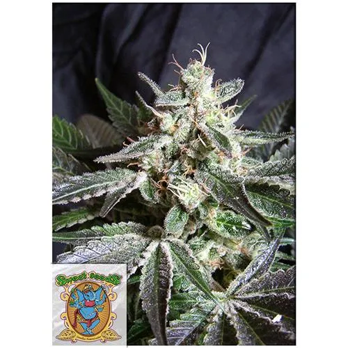 SWEET SEEDS - BLACK JACK FEM - VERSIONE F1 FAST - 5+2 SEMI